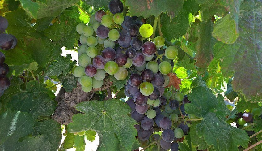 degustazione vini noto - cosa visitare a noto
